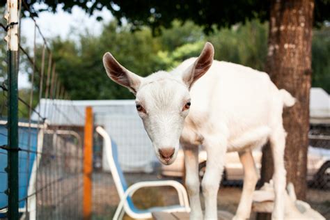 adopt a goat for charity.